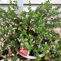 クランベリー,植物のある暮らし,ほしつながり,たいせつななかま♡,ＧＳは笑顔で⭐️の画像