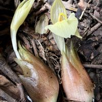 ハナミョウガ,ヤブミョウガ,ミョウガ,ミョウガ,山野草の画像