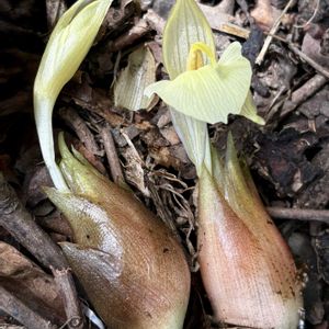 ハナミョウガ,ヤブミョウガ,ミョウガ,ミョウガ,山野草の画像