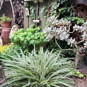 オリヅルラン,オリヅルランの花,多肉植物,いつもありがとう♡,手作りの庭の画像