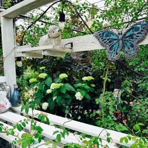 アナベル,マイガーデン,花のある暮らし,花が好き,広い庭の画像