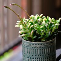 多肉植物,ベランダガーデニング,多肉植物のある暮らし,癒し…♡,可愛い❤の画像