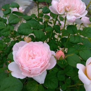 紫陽花 アジサイ あじさい,no green no life,GSに感謝。,ばら バラ 薔薇,玄関の画像