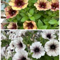 ペチュニア,ヘリクリサム,アリウム 丹頂,玄関先,ありがとう♡の画像