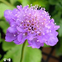 スカビオサ,カンパニュラ アルペンブルー,バラ 真宙 まそら,種まき,花のある暮らしの画像