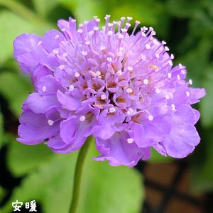 スカビオサ,カンパニュラ アルペンブルー,バラ 真宙 まそら,種まき,花のある暮らしの画像