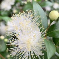 ギンバイカ,ギンバイカ,ギンバイカ,トキワヤマボウシ,トキワヤマボウシの画像