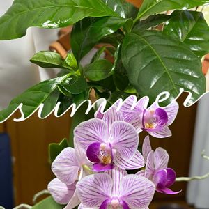 ミニ胡蝶蘭,コーヒーの木,今日の一枚,ありがとう♡,コラージュ仲間達の画像