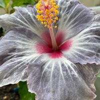 ハイビスカス,いつもありがとう♡,紫陽花 アジサイ あじさい,おたふく紫陽花,花日記の画像