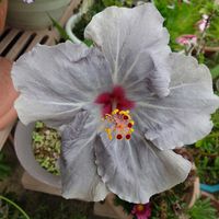 ハイビスカス,ハイビスカス　ケイト,我が家のお花たち,玄関アプローチの画像