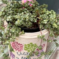 サンゴバナ,ピレア グラウカ,キュンキュン乙女倶楽部,富山支部,花の16年組♡の画像