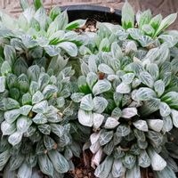 ハオルチア ピリフィラ錦,多肉植物,観葉植物,多肉寄せ植え,ハオルチア属の画像