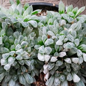 ハオルチア ピリフィラ錦,多肉植物,観葉植物,多肉寄せ植え,ハオルチア属の画像