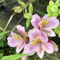 アルストロメリア,花のある暮らし,愛媛県,庭の画像