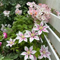 クレマチス,イングリッシュローズ,アイスバーグ,群星,薔薇 ギーサヴォアの画像