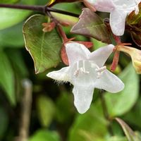 アベリア,アベリア,元気になれそう,散歩にて,小さな花が好きの画像