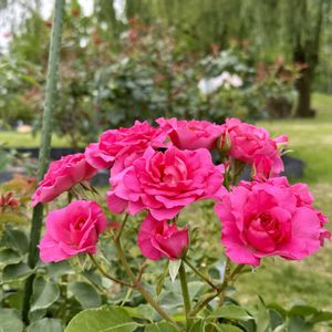 紫陽花 アジサイ あじさい,岐阜県,多肉男子,サイクリング,ばら バラ 薔薇の画像