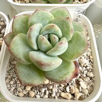 エケベリア シュークリーム,多肉植物,多肉棚,シュークリーム,庭の画像