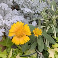ガイラルディア,ガイラルディア,冬越し成功,黄色の花,咲いてくれてありがとう❤の画像