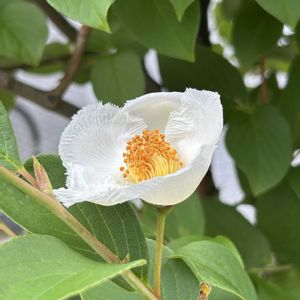 ナツツバキ,ナツツバキ,山野草,白い花,山野草大好きの画像