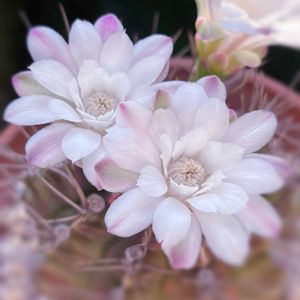 翠晃冠錦,翠晃冠,牡丹玉,サボテンの花✨,多肉植物の画像