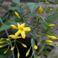 カサブランカ,花桃の実,花桃の実,キソケイ,キソケイの画像