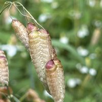 ドクダミ,コバンソウ,コメツブツメクサ,山野草,花見山便りの画像