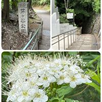 ネズミモチ,ネズミモチ,ミニバラ,キョウチクトウ,キョウチクトウの画像