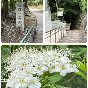 ネズミモチ,ネズミモチ,ミニバラ,キョウチクトウ,キョウチクトウの画像