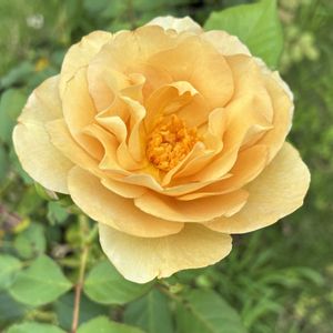 バラ　ラブロッシュ,地植え,マイガーデン,太陽大好き,植物大好きの画像