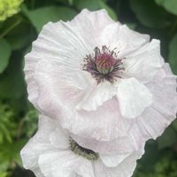 ポピー,ポピー　アメージンググレイ,実生,マイガーデン,繊細な花びらの画像