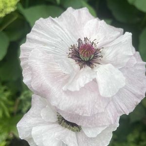 ポピー,ポピー　アメージンググレイ,実生,マイガーデン,繊細な花びらの画像