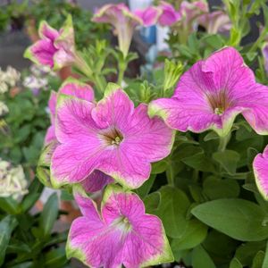 ペチュニア,ナチュラルガーデン,花のある暮らし,見てくれてありがとう♡,暮らしに癒しをの画像