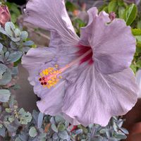 ハイビスカス,ナチュラルガーデン,花のある暮らし,見てくれてありがとう♡,暮らしに癒しをの画像