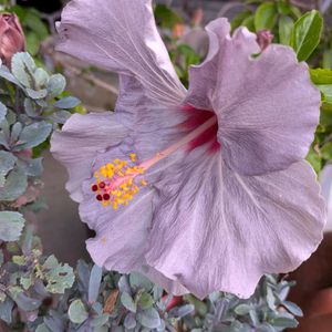 ハイビスカス,ナチュラルガーデン,花のある暮らし,見てくれてありがとう♡,暮らしに癒しをの画像