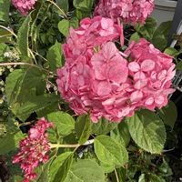 アナベル,花のある暮らし,花好きさんと繋がりたい,猫好きさんと繋がりたいの画像