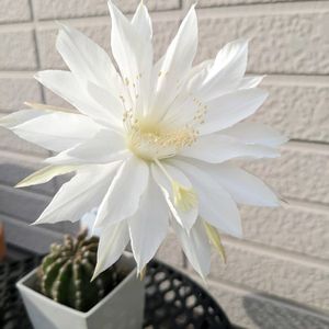 短毛丸,開花,白い花,綺麗,庭の画像
