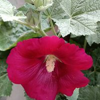 タチアオイ,ベランダの画像