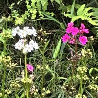 クリンソウ,クリンソウ,山野草,多年草,筑波実験植物園の画像