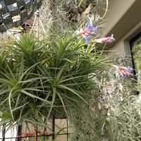 ビザール プランツ,ブロメリア,ビザールプランツ, チランジア,東向きベランダの画像