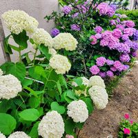 アジサイ,サボテン,ユリ,ユリ,紫陽花の画像