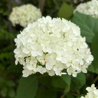 アナベル,タチアオイ,ガーデニング,庭の画像