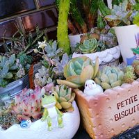 多肉植物,多肉寄せ植え,エケベリア属,お庭の植物,6日はカエルの日の画像