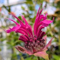 モナルダ,アジサイ三河千鳥,バラ、薔薇、ばら,鉢植え,花壇の画像