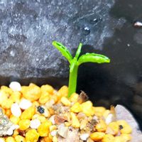 プルーン,八朔,プラム,温州みかんの画像