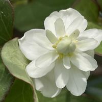 ドクダミ,花壇,ガーデニング,山野草,ドクダミ科の画像
