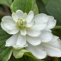 ドクダミ,花壇,ガーデニング,山野草,ドクダミ科の画像