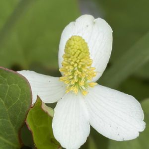 ドクダミ,花壇,ガーデニング,山野草,ドクダミ科の画像