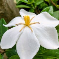 クチナシ,花のある暮らし,梅雨入り,花に魅せられて,鶯の鳴き声の画像