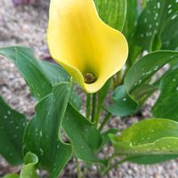 カラー,元気カラー黄色の花の画像